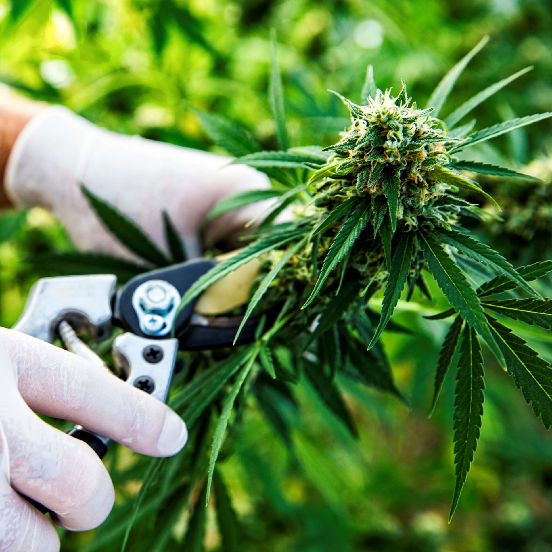 cutting cannabis