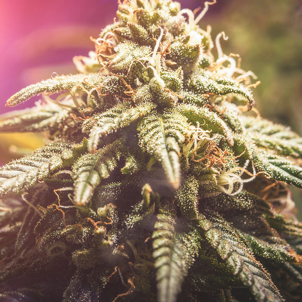 4 Differences Between Marijuana Flower And Concentrate - Bahama Buds ...